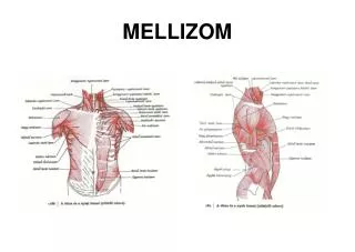 mellizom