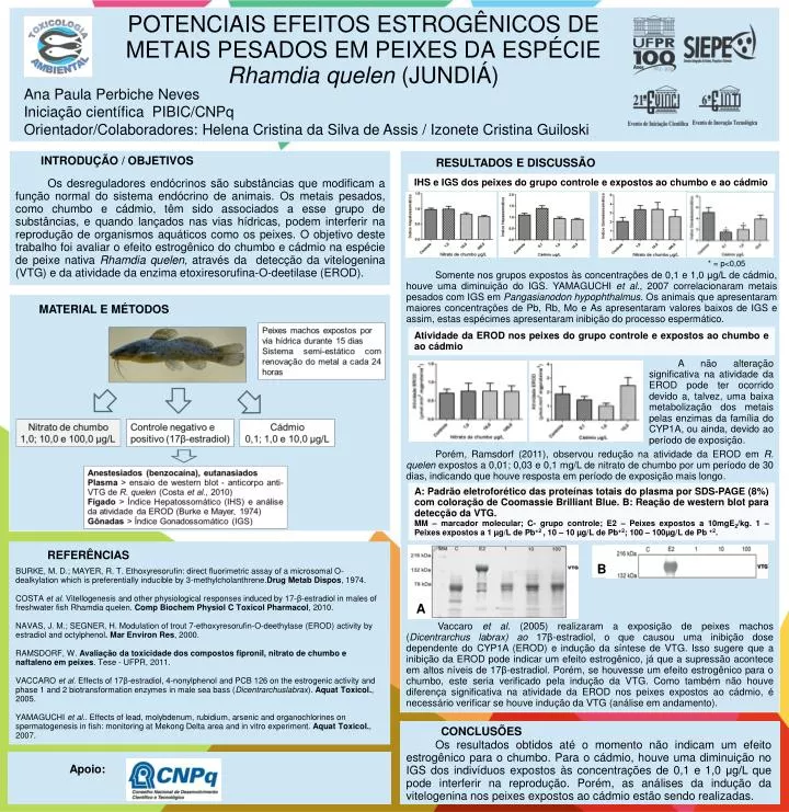 potenciais efeitos estrog nicos de metais pesados em peixes da esp cie rhamdia quelen jundi