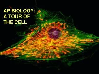 AP BIOLOGY: A TOUR OF THE CELL