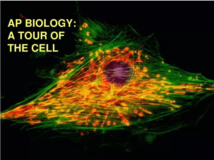 ap biology a tour of the cell