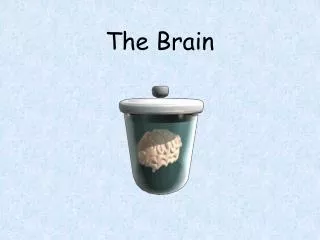 The Brain