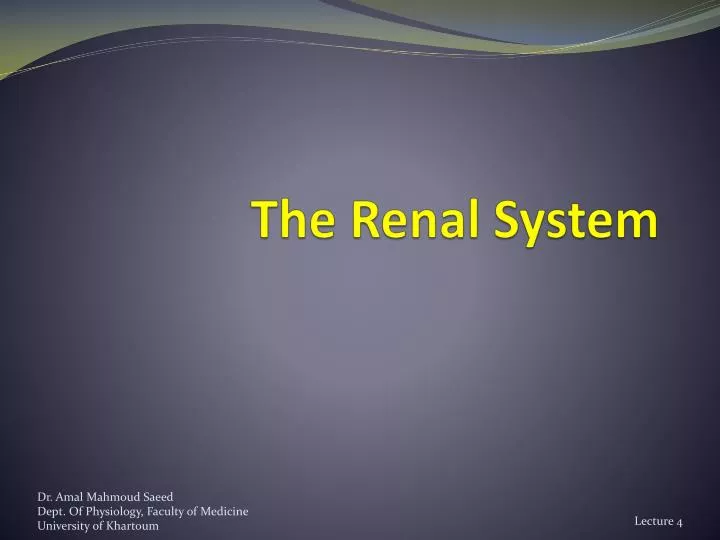 the renal system