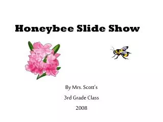 Honeybee Slide Show