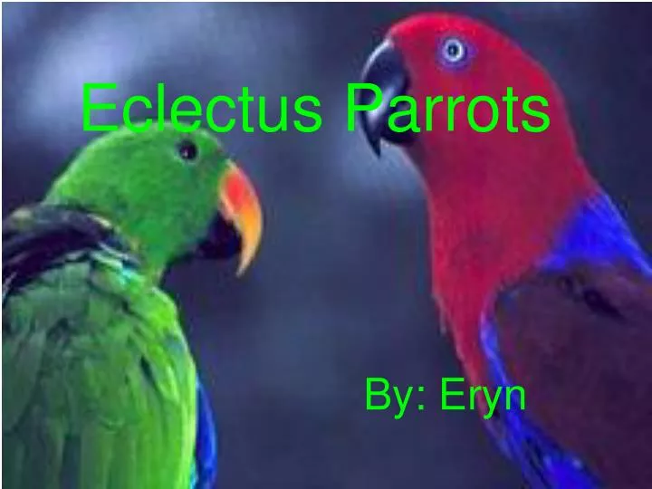 eclectus parrots