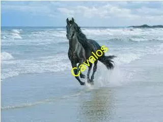 cavalos