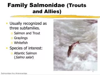 Family Salmonidae (Trouts and Allies)