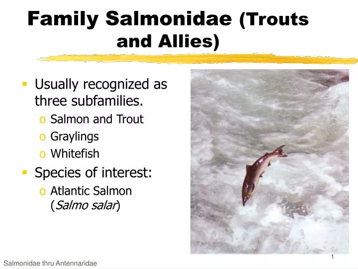 family salmonidae trouts and allies