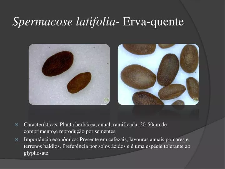 spermacose latifolia erva quente