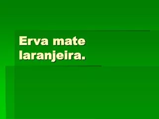 erva mate laranjeira