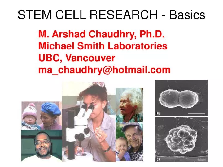 stem cell research basics