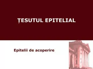 esutul epitelial