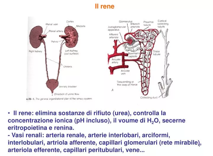 il rene