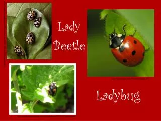 Ladybug