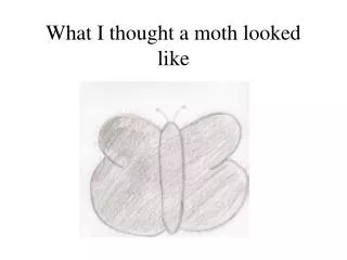What I thought a moth looked like