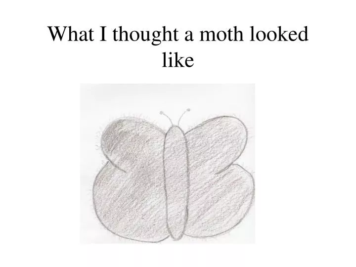 what i thought a moth looked like