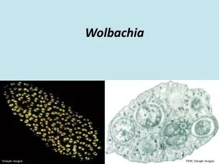 Wolbachia