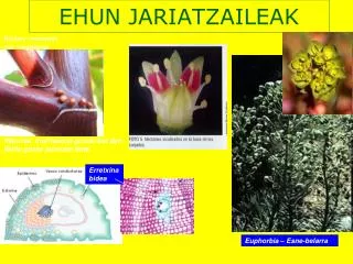 ehun jariatzaileak