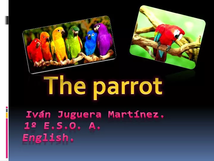 the parrot