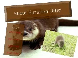 About Eurasian Otter