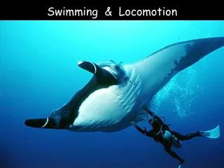 Swimming &amp; Locomotion