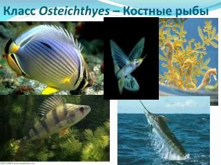 osteichthyes
