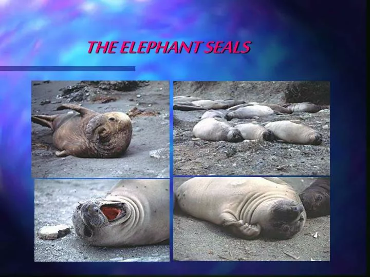 the elephant seals