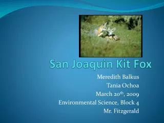 San Joaquin Kit Fox