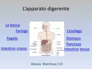 l apparato digerente