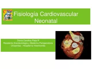 fisiolog a cardiovascular neonatal