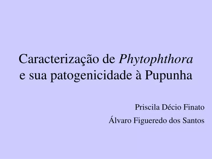 caracteriza o de phytophthora e sua patogenicidade pupunha