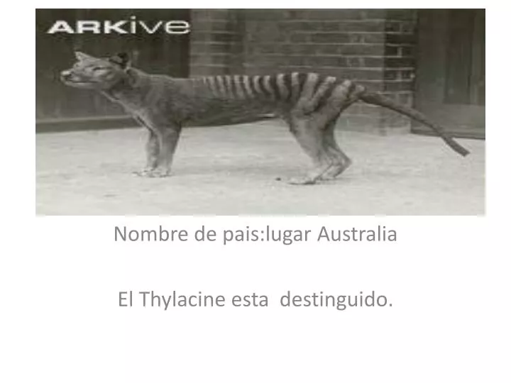 nombre de pais lugar australia el thylacine esta destinguido