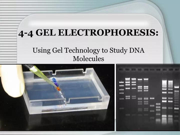 4 4 gel electrophoresis