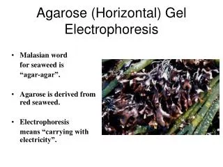 Agarose (Horizontal) Gel Electrophoresis