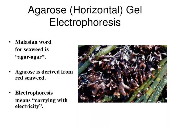 agarose horizontal gel electrophoresis