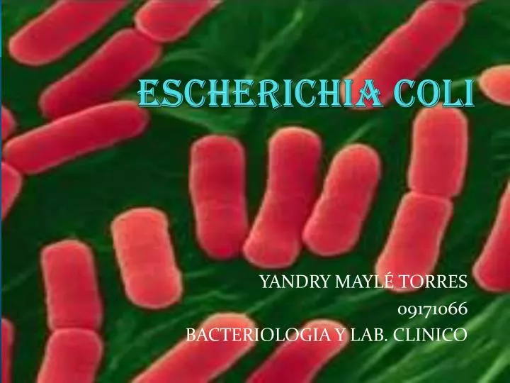 escherichia coli