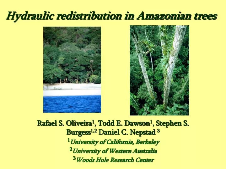 hydraulic redistribution in amazonian trees
