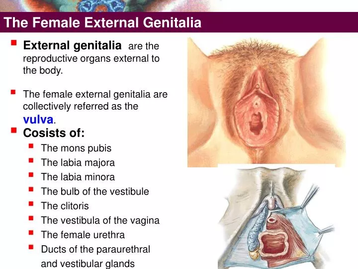 the female external genitalia