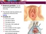 The Female External Genitalia