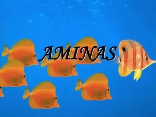 aminas