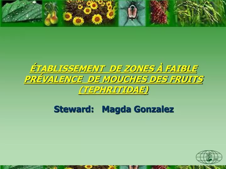 tablissement de zones faible pr valence de mouches des fruits tephritidae