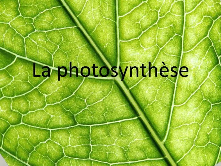 la photosynth se