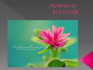 aptenia sp buz i e i