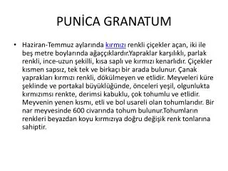pun ca granatum