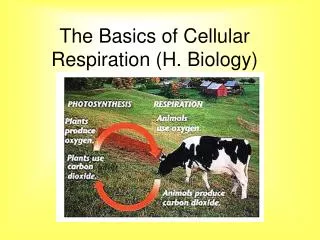 The Basics of Cellular Respiration (H. Biology)