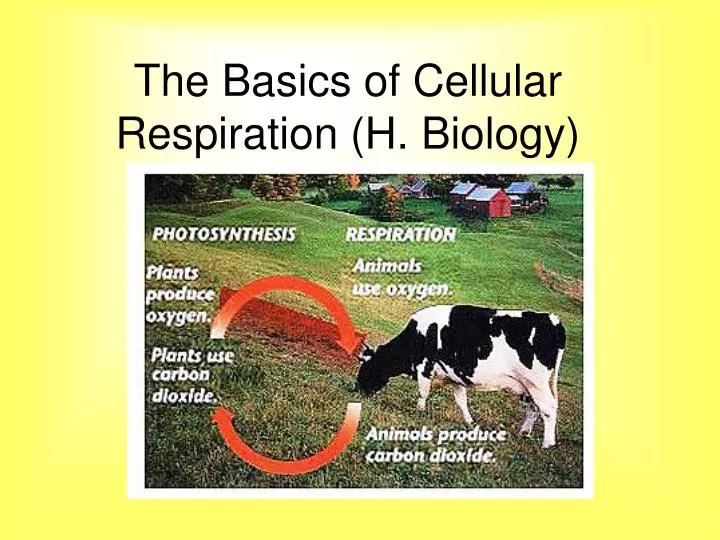 the basics of cellular respiration h biology