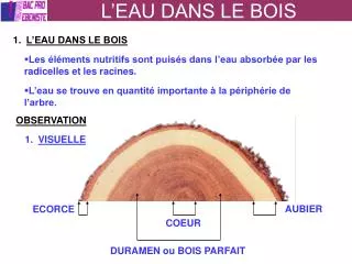 l eau dans le bois
