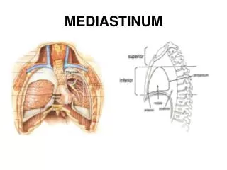 mediastinum