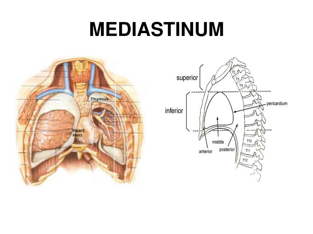 PPT - MEDIASTINUM PowerPoint Presentation, free download - ID:4087358