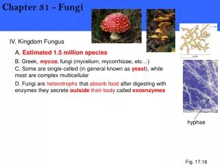 IV. Kingdom Fungus