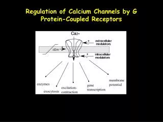 Regulation of Calcium Channels by G Protein-Coupled Receptors